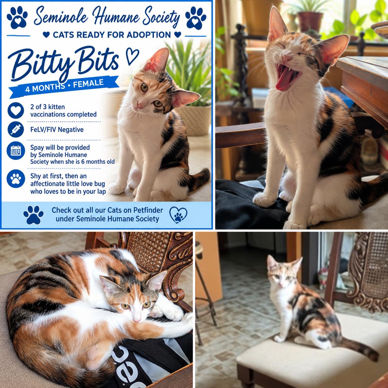 Enlarge Bitty Bits, a Adoptable Domestic Short Hair in Seminole, OK image 1/1