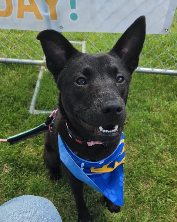 Stormy, a ADOPTABLE mixed breed in Plainfield, IL image 3/3