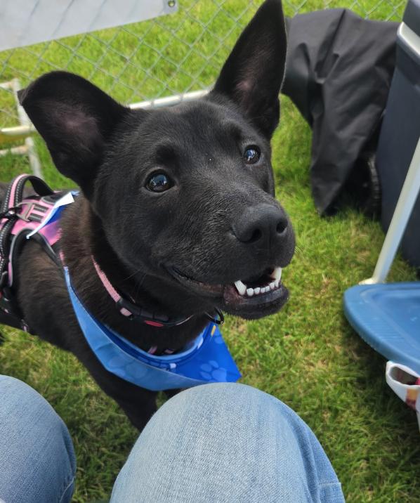 Stormy, ADOPTABLE, Young Female Chow Chow & Labrador Retriever.