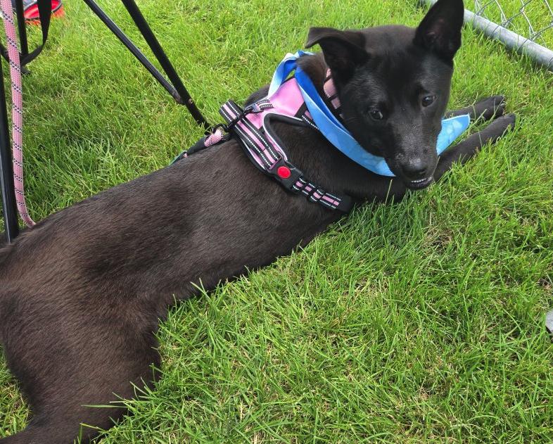 Stormy, a ADOPTABLE mixed breed in Plainfield, IL image 2/3