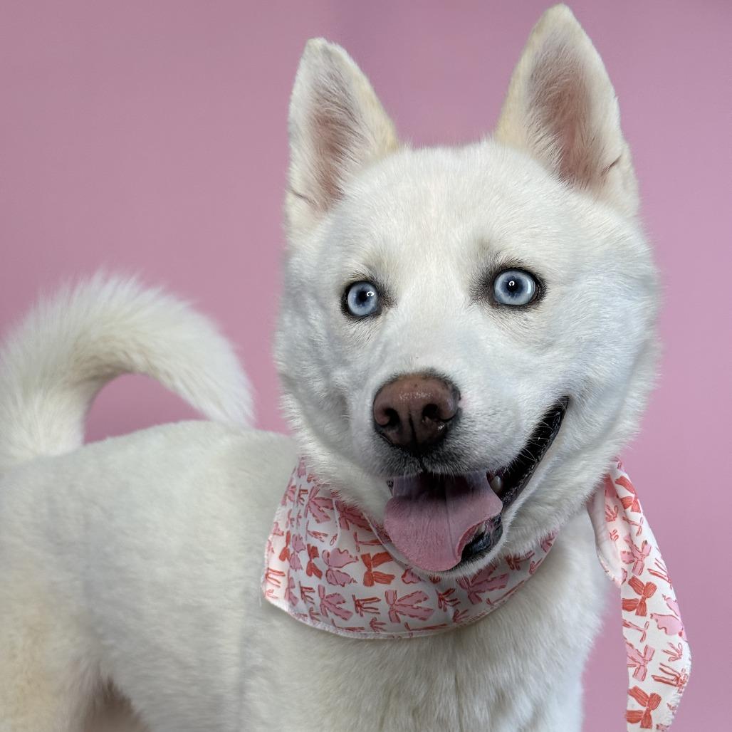 Starfish, Adoptable, Adult Female Siberian Husky.