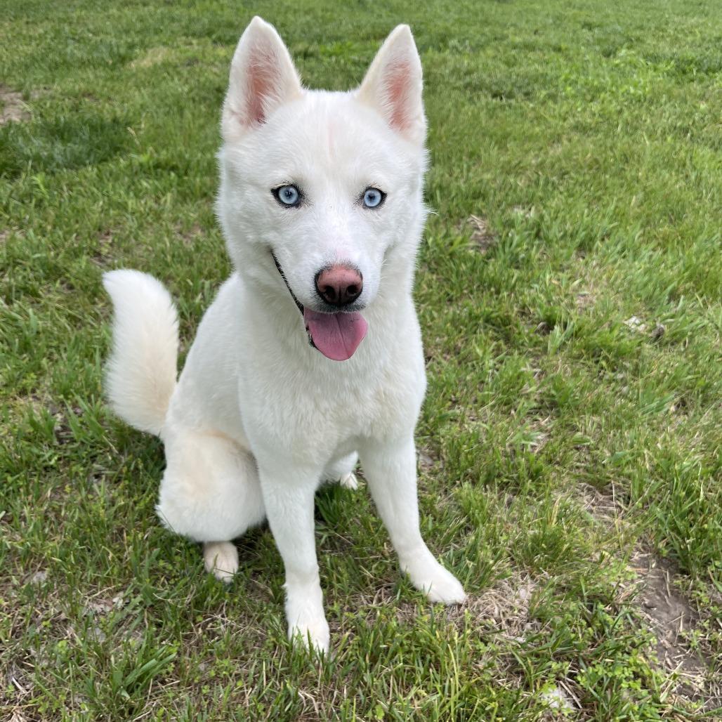 Enlarge Starfish, a Adoptable Siberian Husky in Manhattan, KS image 2/2