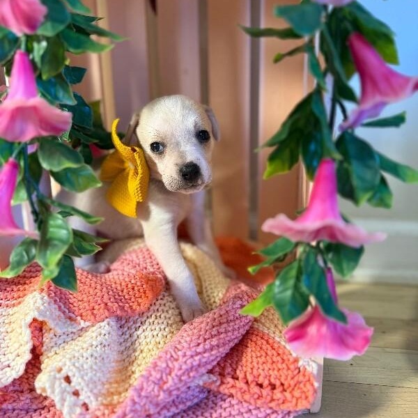 Sugar White — thumbnail 2