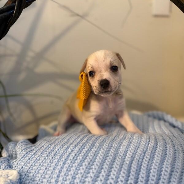 Sugar White — thumbnail 3