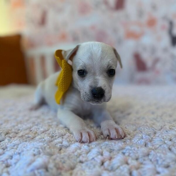 Sugar White — thumbnail 4