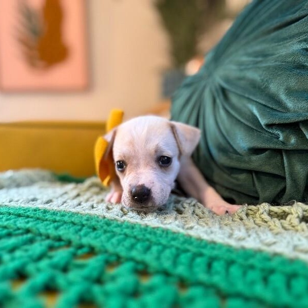 Sugar White — thumbnail 5