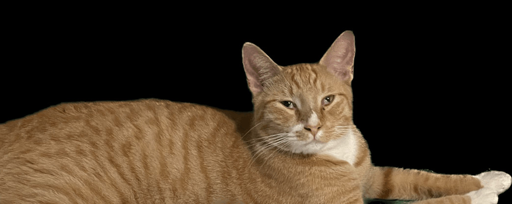 Timmy, a Adoptable Domestic Short Hair in Plantation, FL image 1/3