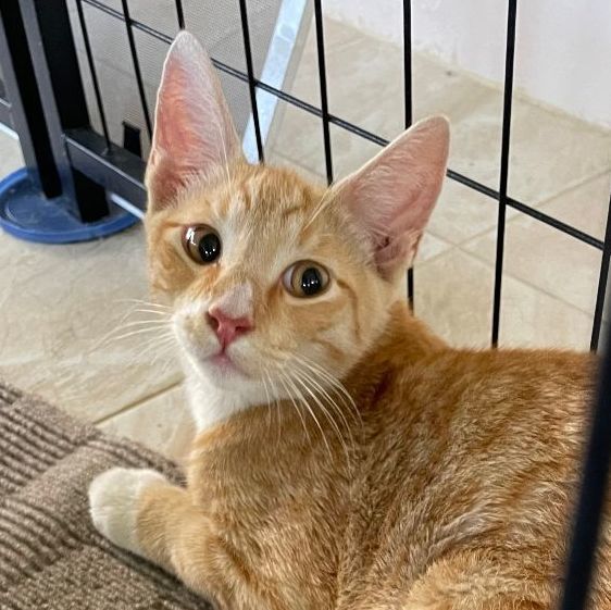 Timmy, a Adoptable Domestic Short Hair in Plantation, FL image 2/3