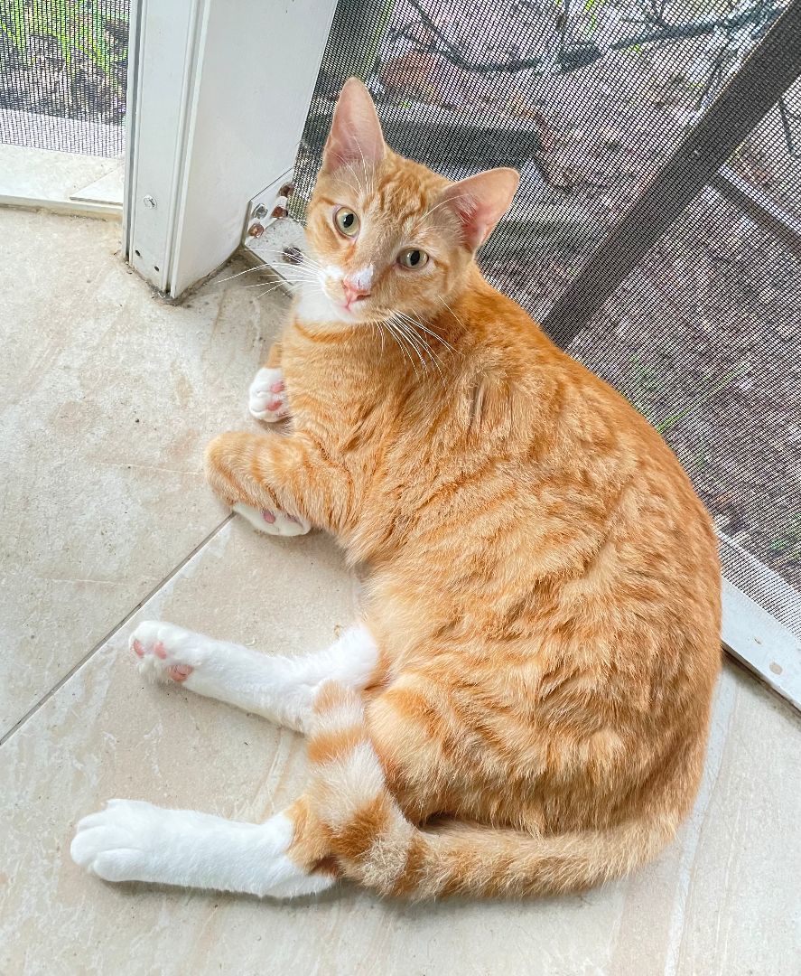 Timmy, a Adoptable Domestic Short Hair in Plantation, FL image 3/3