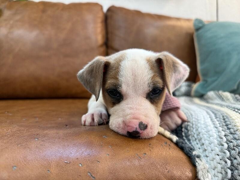 Ash Baby doll — thumbnail 4