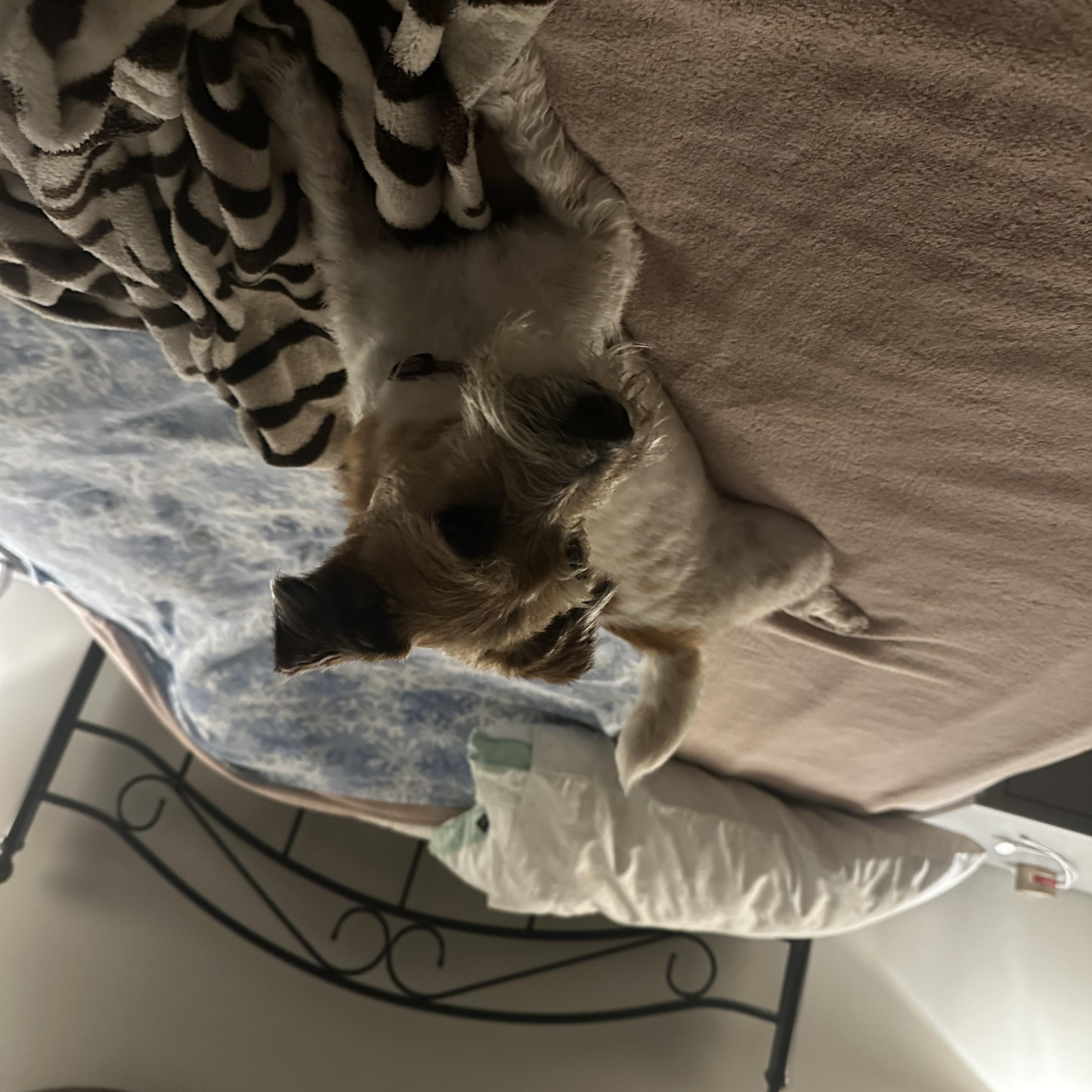 Bodie (Bobo), a Adopted Jack Russell Terrier in Conshohocken, PA image 1/4