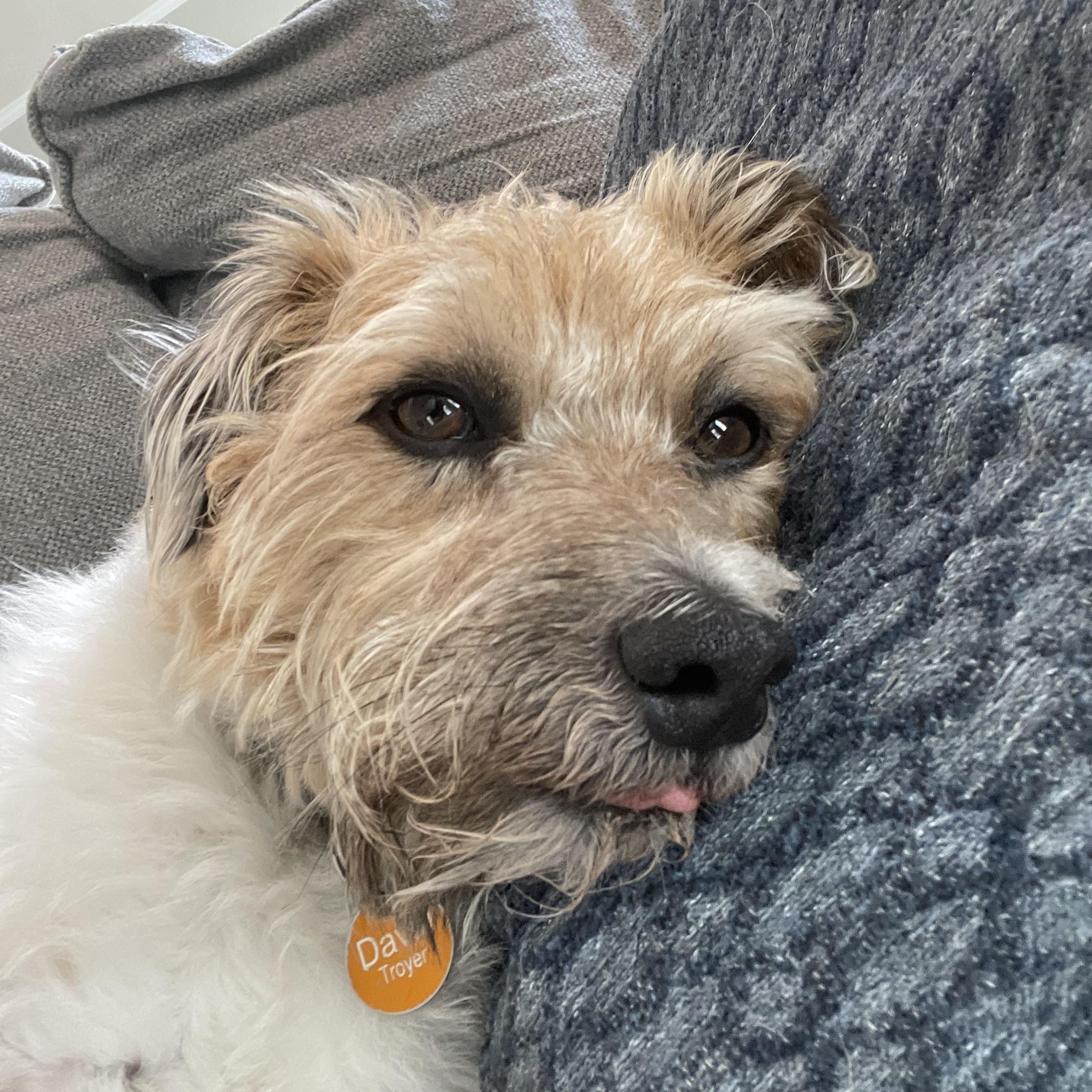 Bodie (Bobo), a Adopted Jack Russell Terrier in Conshohocken, PA image 2/4