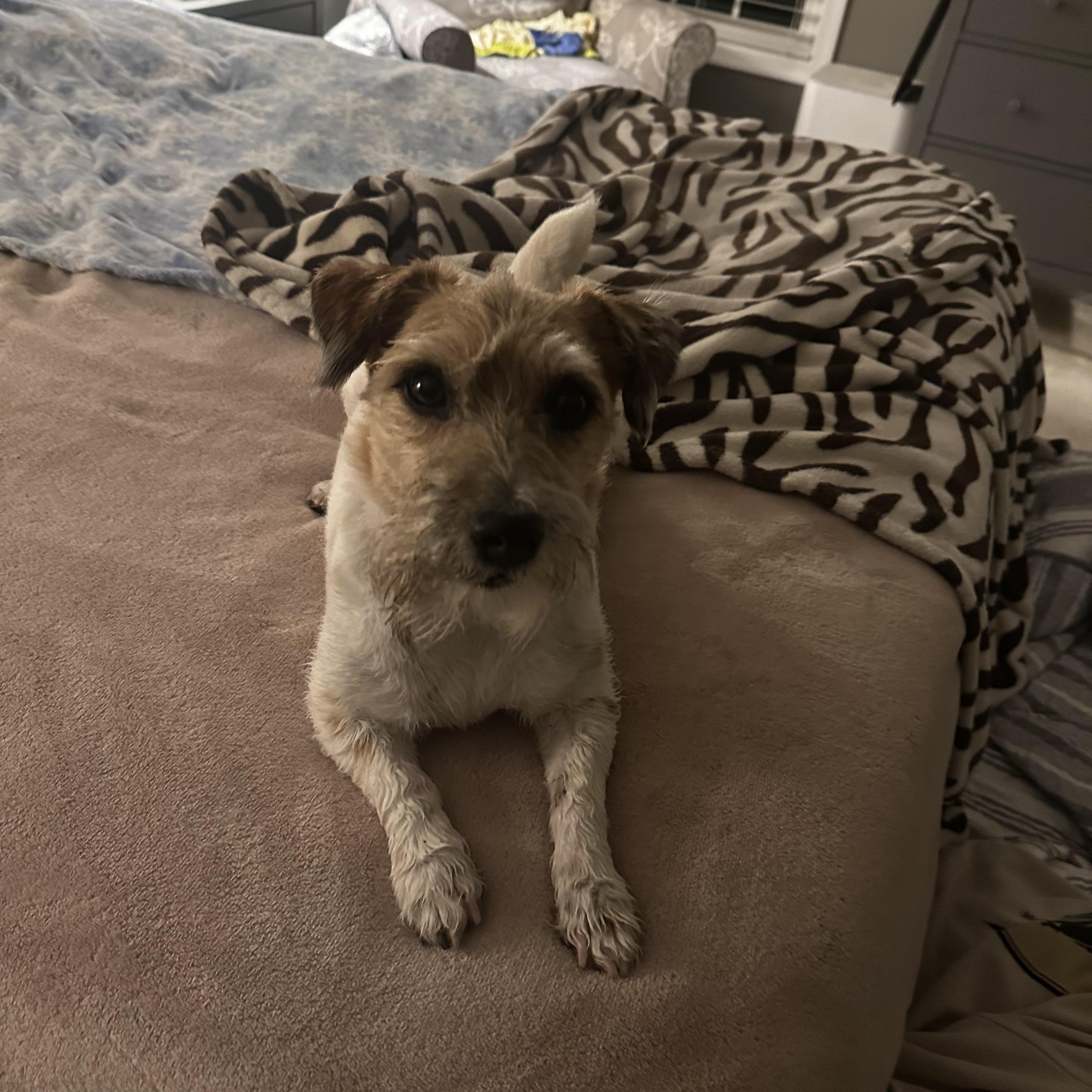 Bodie (Bobo), a Adopted Jack Russell Terrier in Conshohocken, PA image 3/4