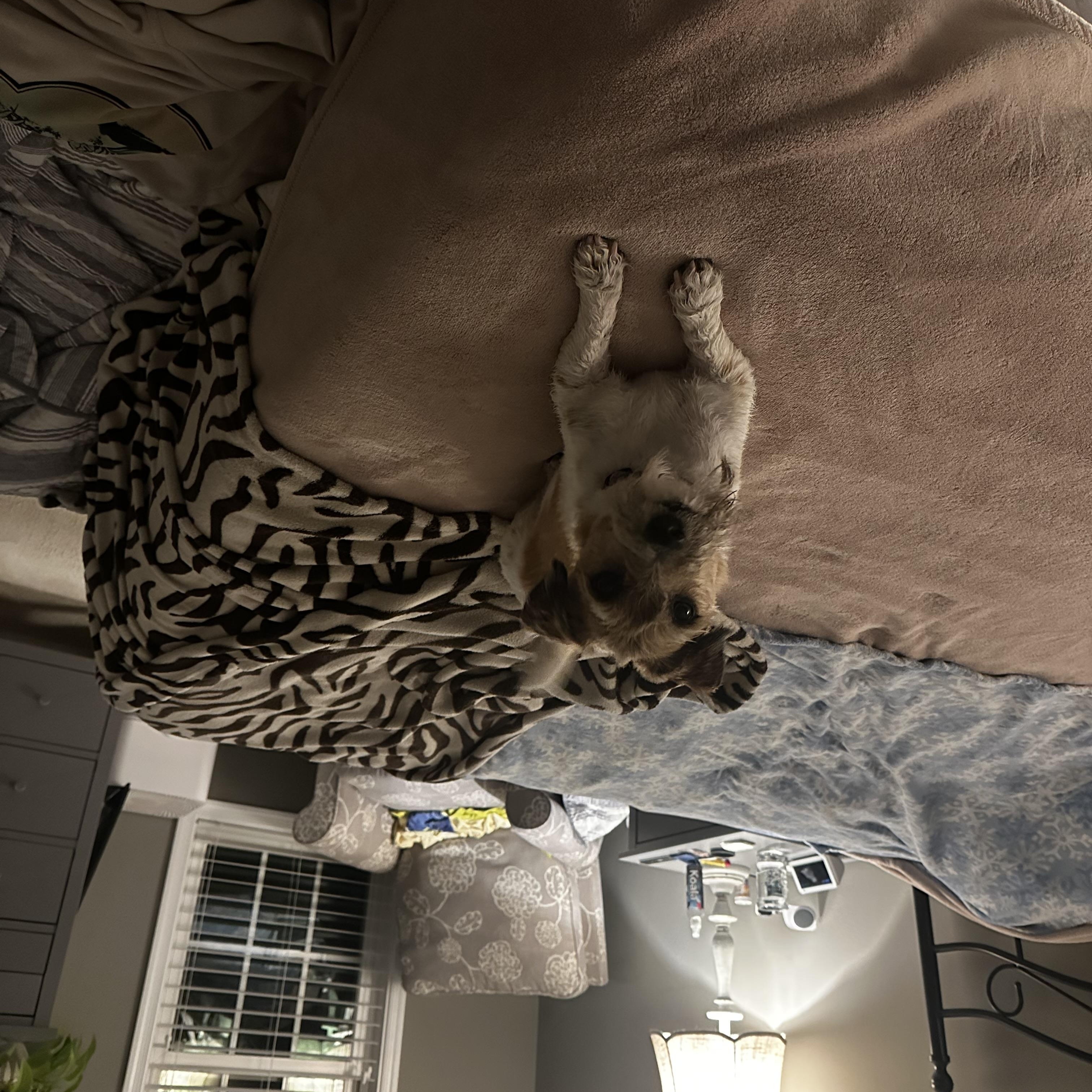 Bodie (Bobo), a Adopted Jack Russell Terrier in Conshohocken, PA image 4/4