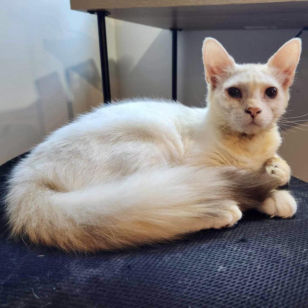 Mochi, Adoptable, Adult Female Siamese.