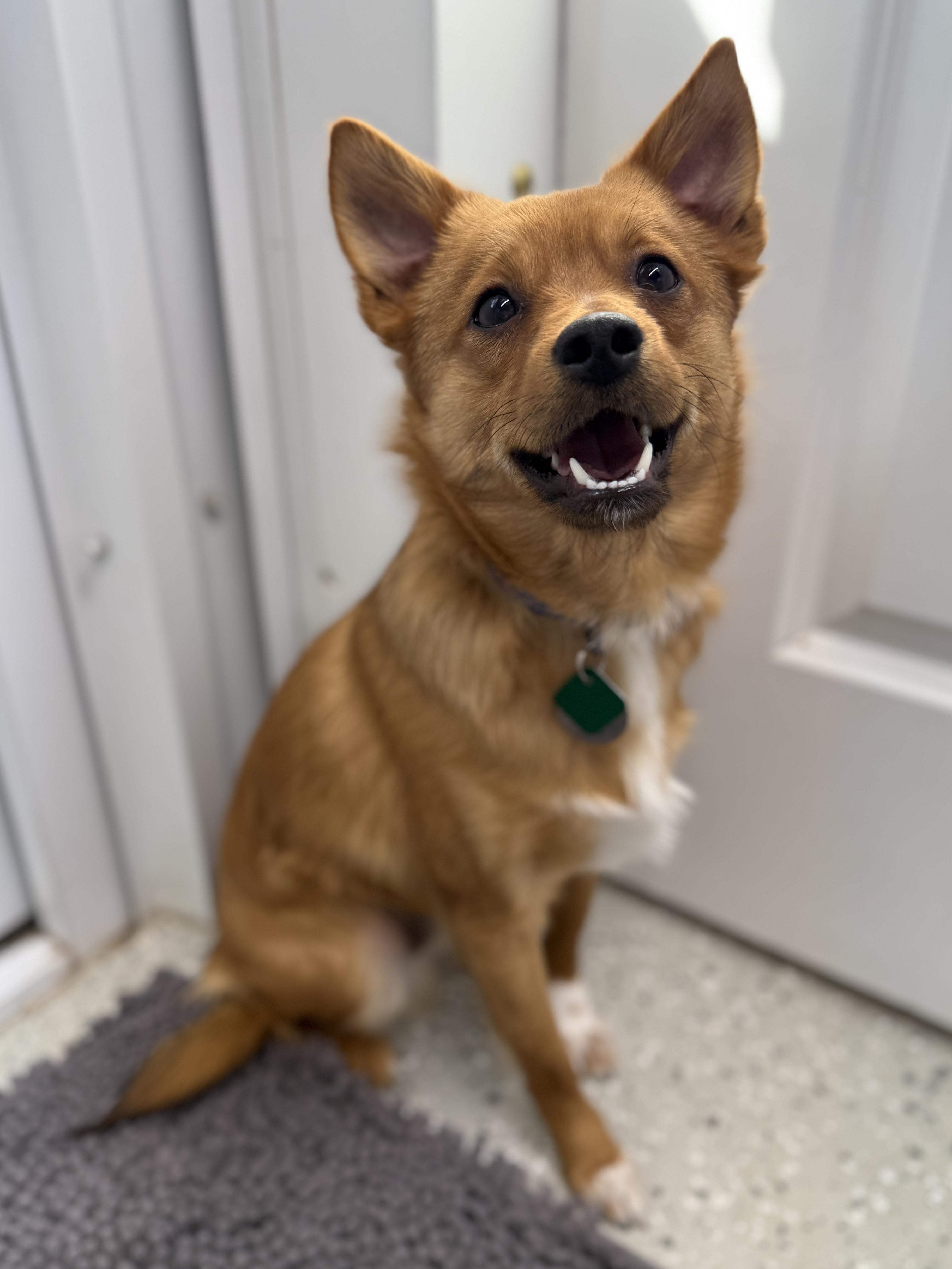 Oliver, ADOPTABLE, Young Male Mixed Breed.