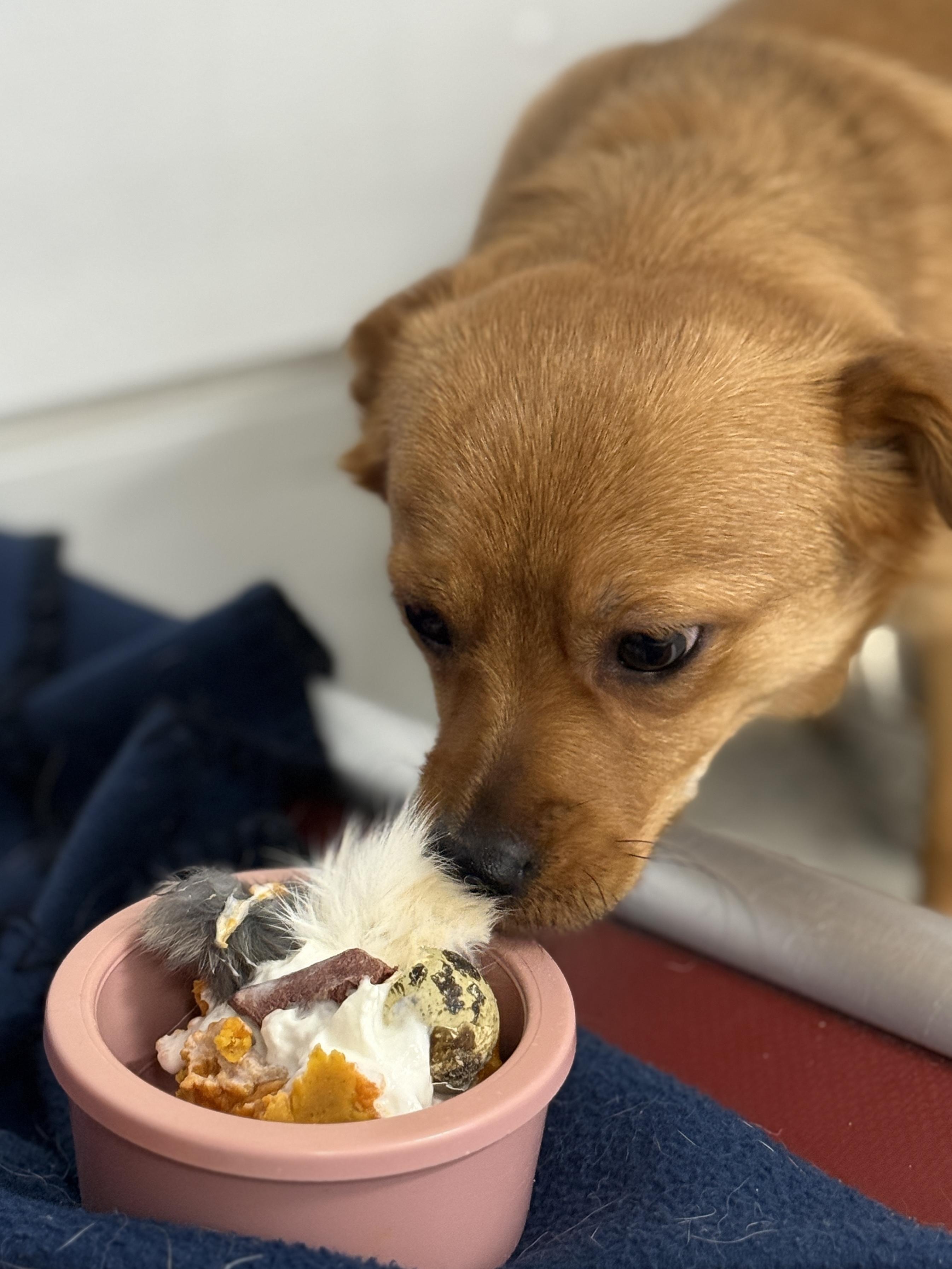 Enlarge Oliver, an adopted mixed breed in Wautoma, WI image 3/3