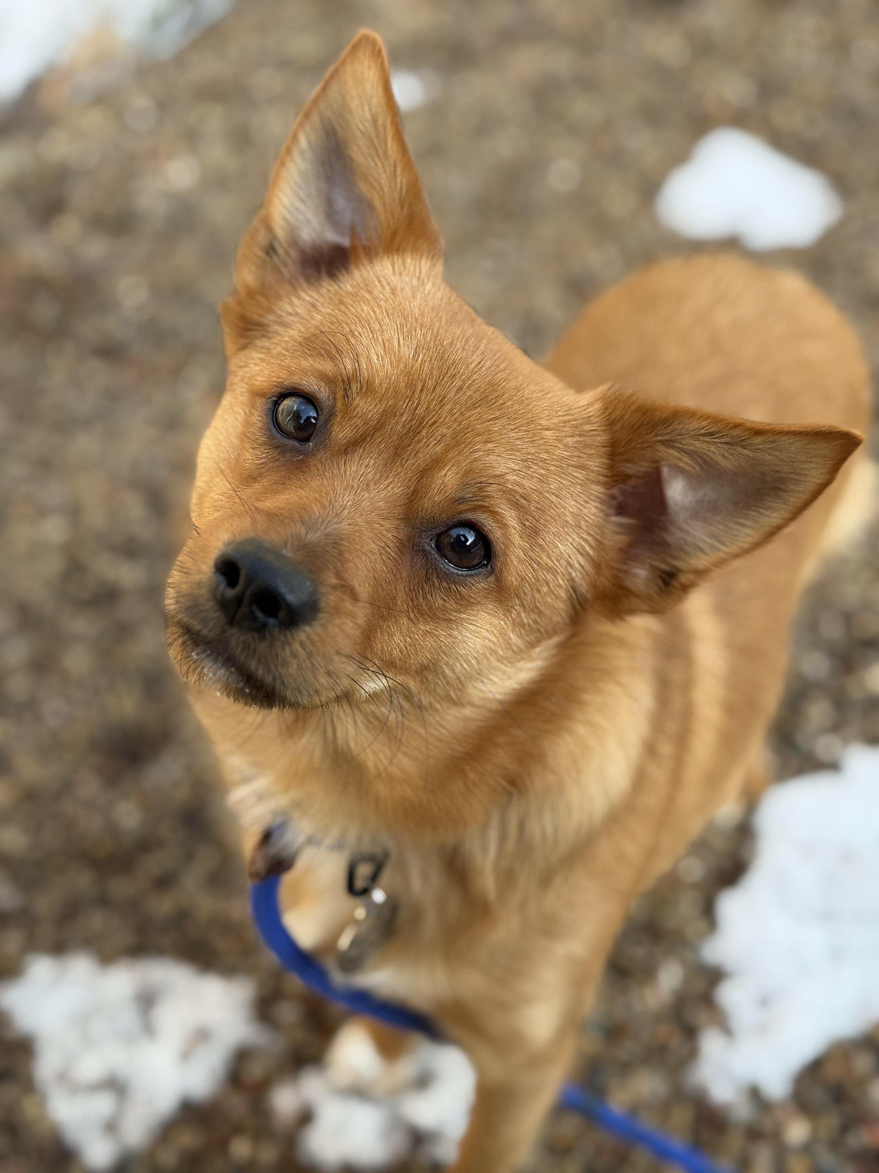 Enlarge Oliver, an adopted mixed breed in Wautoma, WI image 2/3