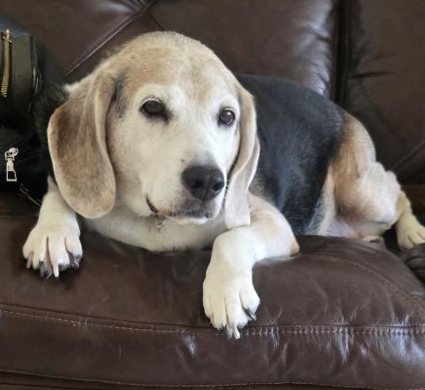 River, a ADOPTABLE Beagle in Las Vegas, NV image 2/3