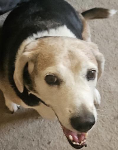 River, a ADOPTABLE Beagle in Las Vegas, NV image 3/3