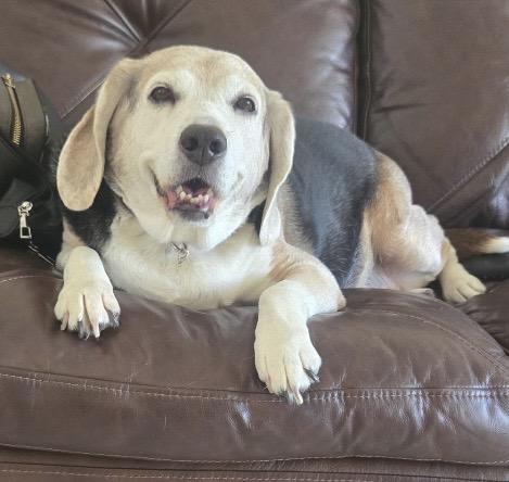 River, ADOPTABLE, Senior Male Beagle.