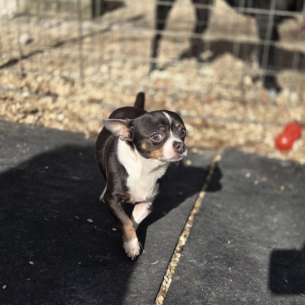 Enlarge Cutter, an adopted mixed breed in Mansfield, TX image 1/1