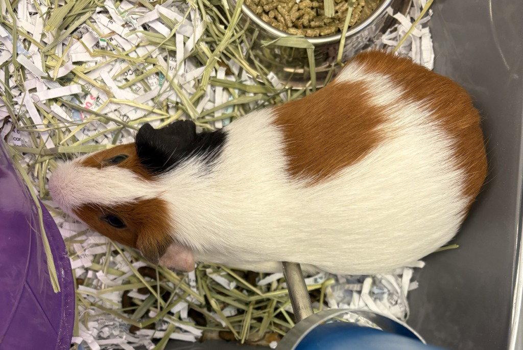 CI GP Toast, Adoptable, Young Male Guinea Pig.