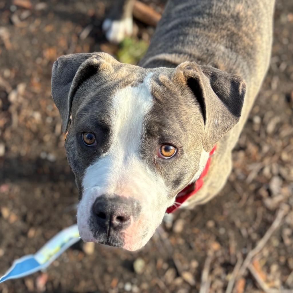 Joe Cool, Adoptable, Young Male Mixed Breed.