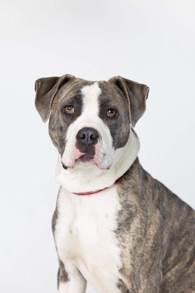 Enlarge Joe Cool, a Adoptable Mixed Breed in Dearborn, MI image 2/3