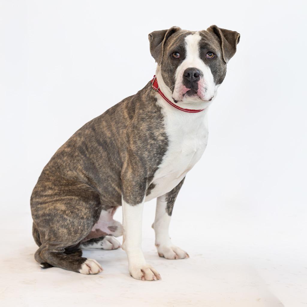 Enlarge Joe Cool, a Adoptable Mixed Breed in Dearborn, MI image 3/3