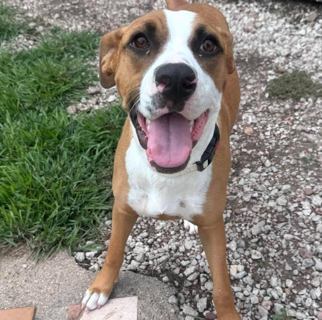 Enlarge Spaghetti, a ADOPTABLE mixed breed in Grand Island, NE image 1/5