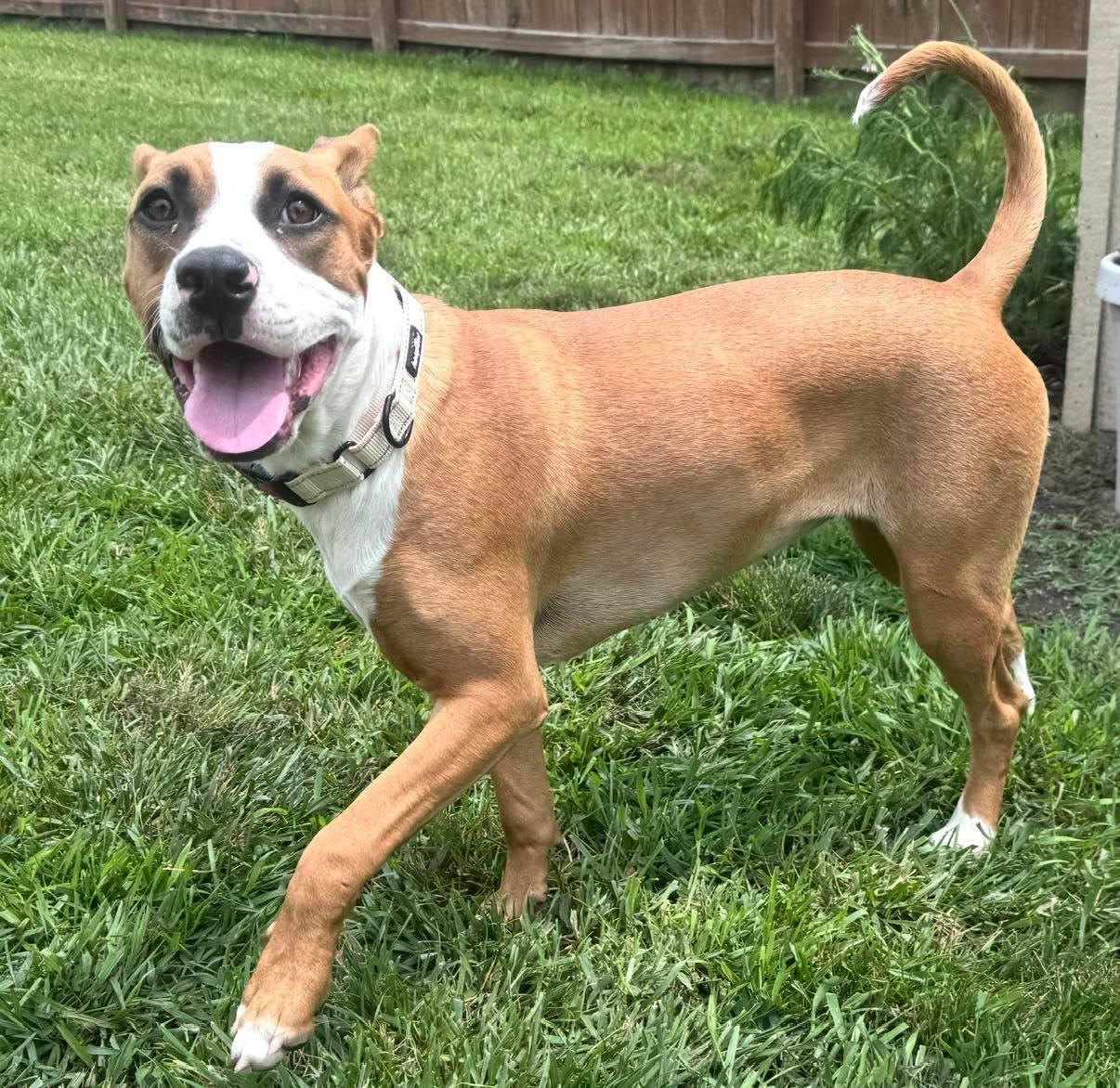 Enlarge Spaghetti, a ADOPTABLE mixed breed in Grand Island, NE image 5/5