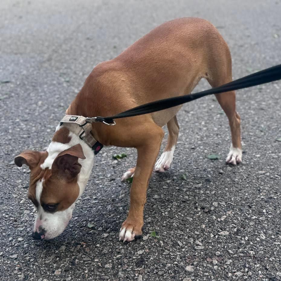Enlarge Spaghetti, a ADOPTABLE mixed breed in Grand Island, NE image 3/5