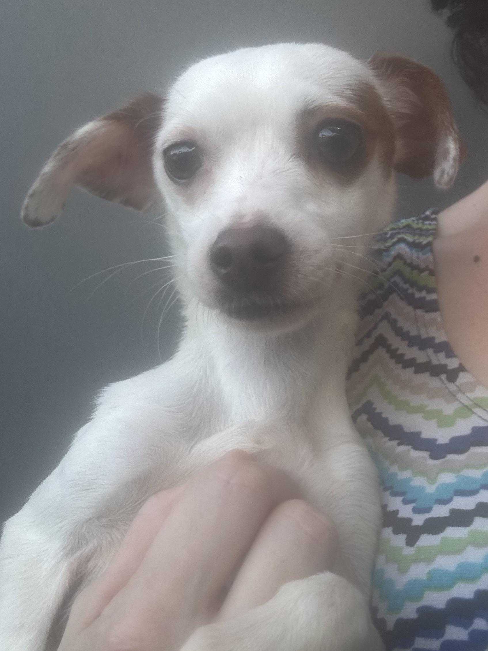 Enlarge Luna, a Adoptable Chihuahua in Los Angeles, CA image 1/3