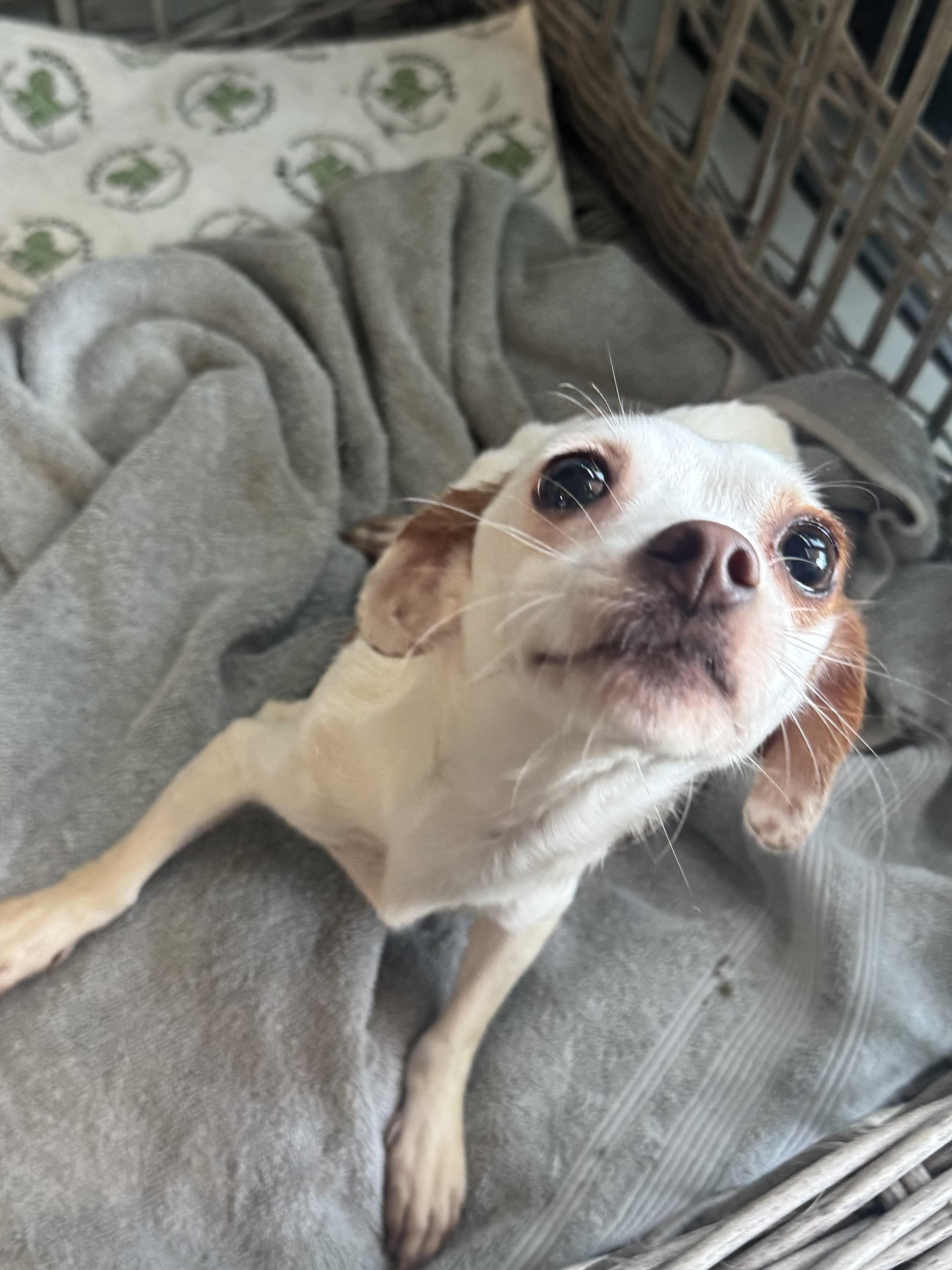 Enlarge Luna, a Adoptable Chihuahua in Los Angeles, CA image 2/3