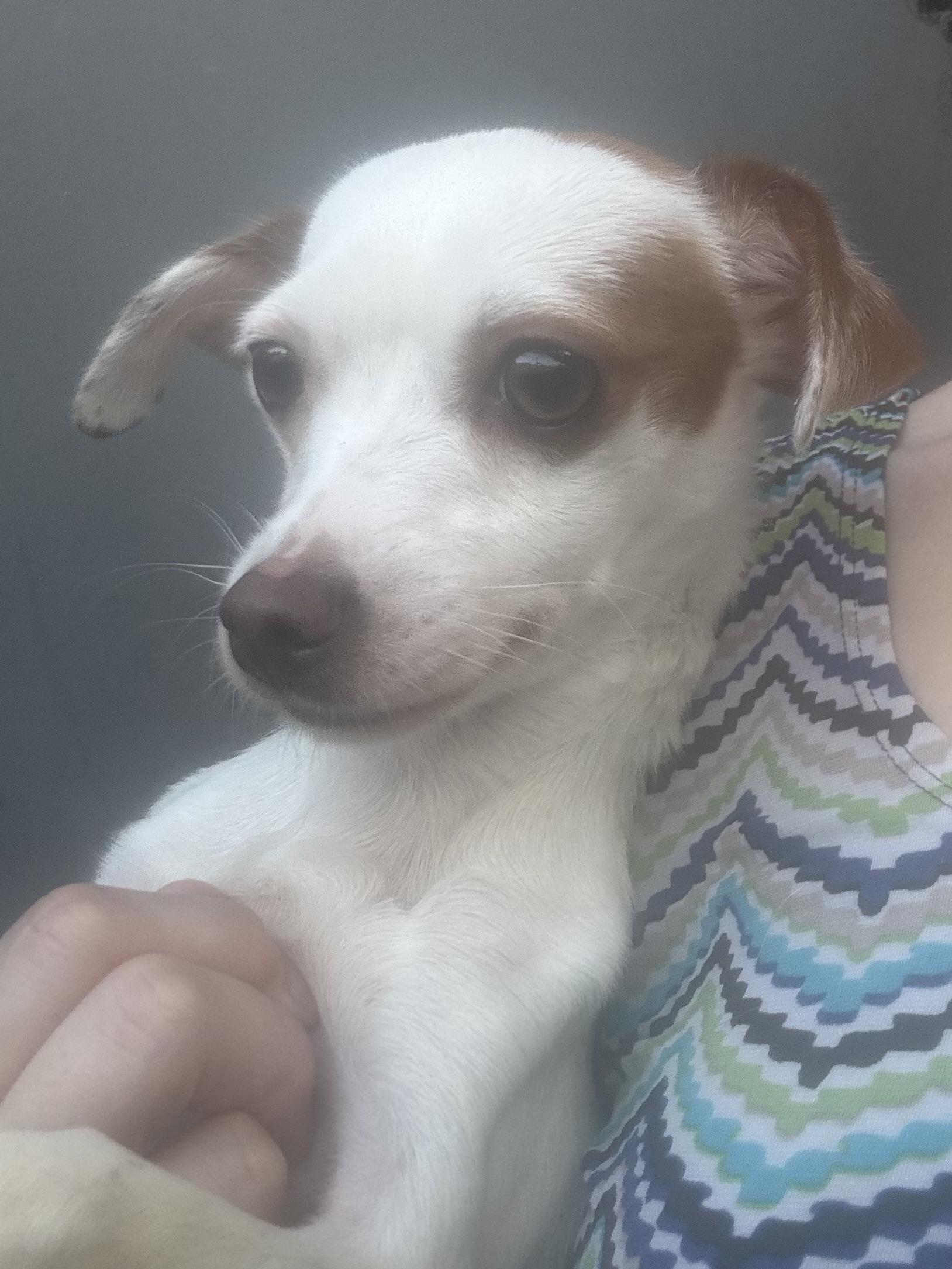 Enlarge Luna, a Adoptable Chihuahua in Los Angeles, CA image 3/3