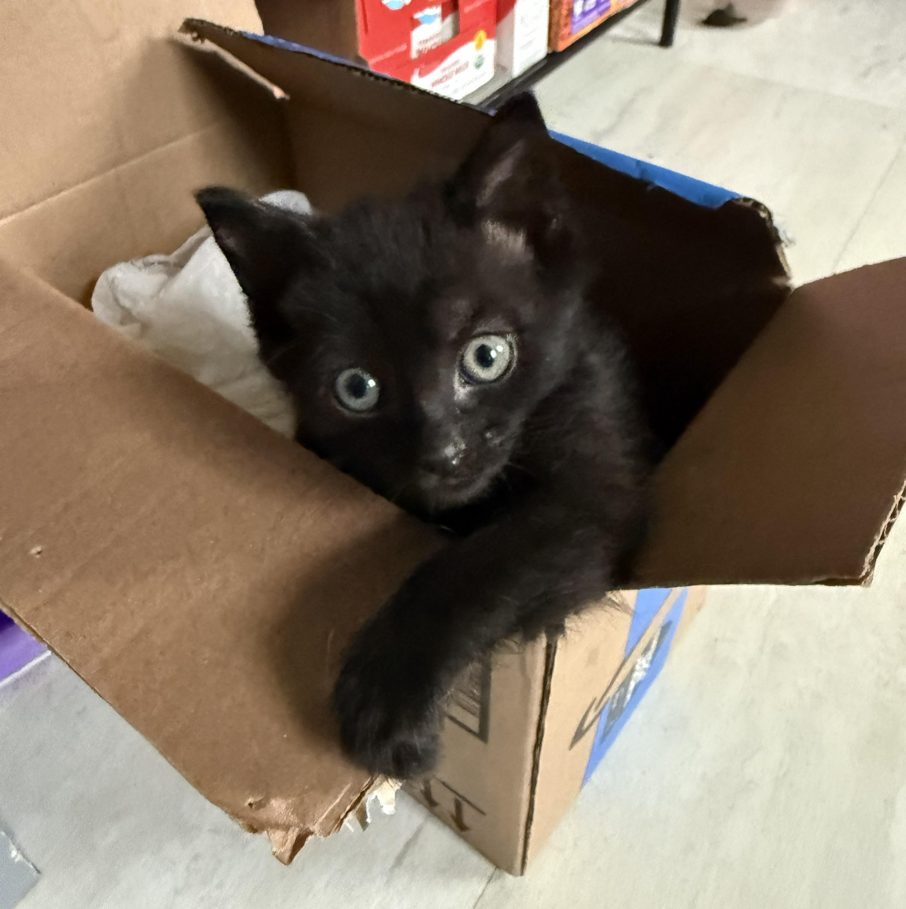 Vlad Serta, adopted, Kitten Male Domestic Short Hair.