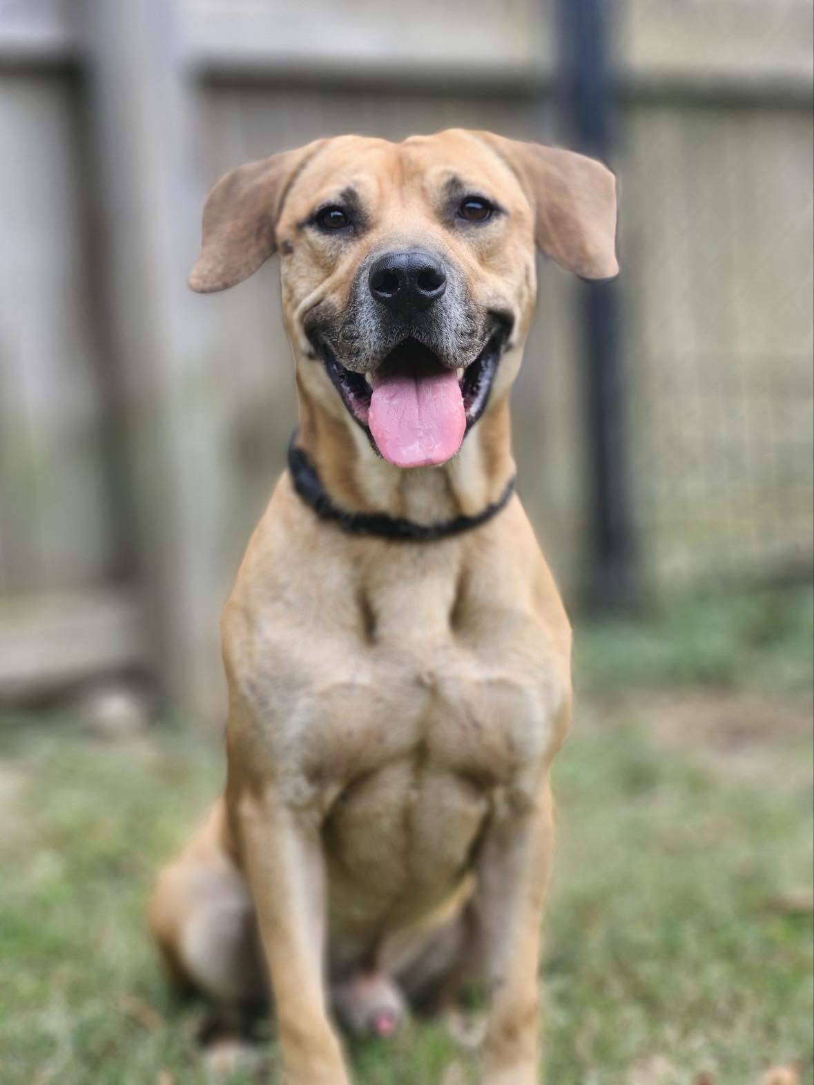 Enlarge Abel, a Adopted Labrador Retriever in Hillsborough, NJ image 1/2