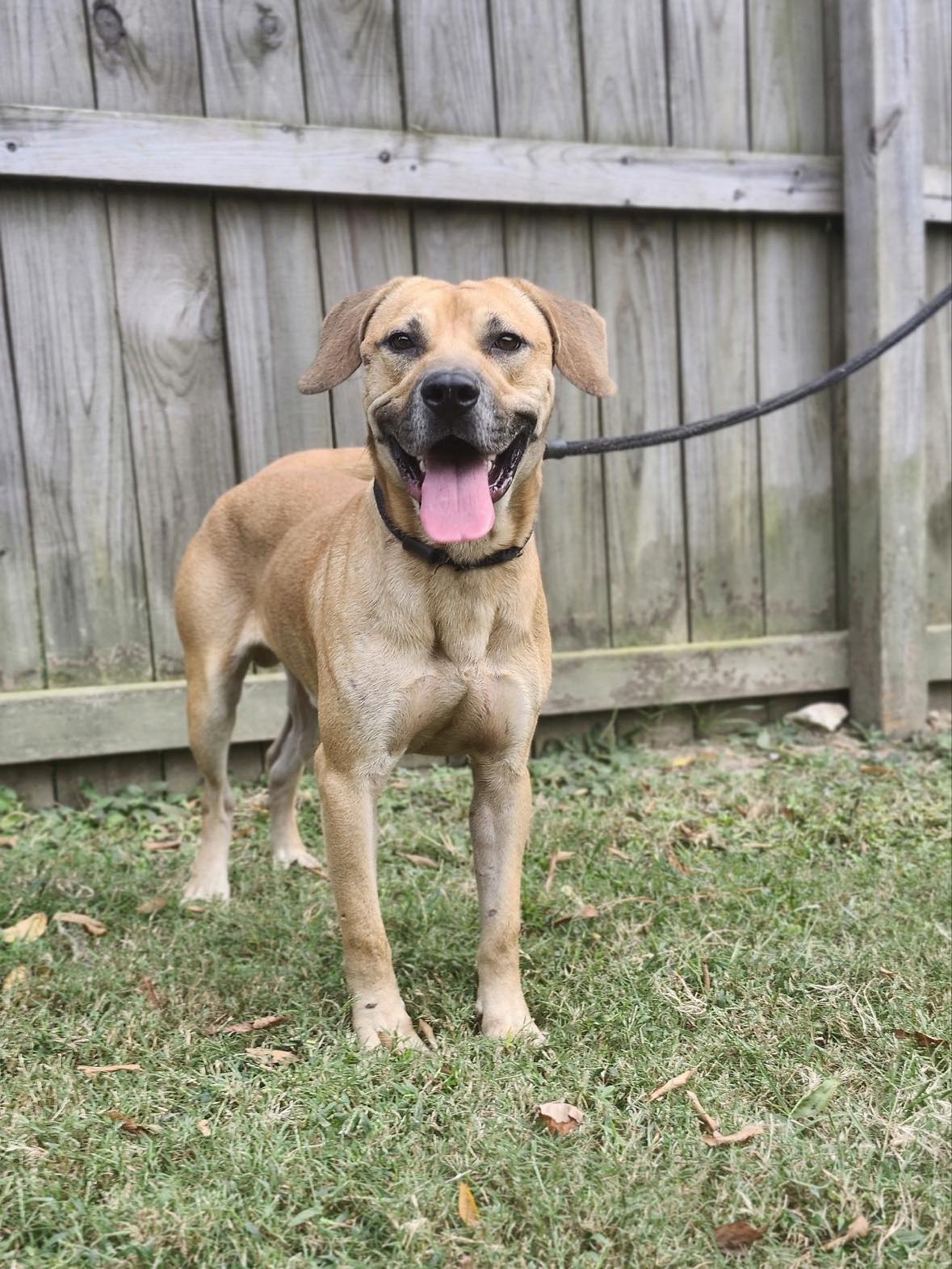 Enlarge Abel, a Adopted Labrador Retriever in Hillsborough, NJ image 2/2