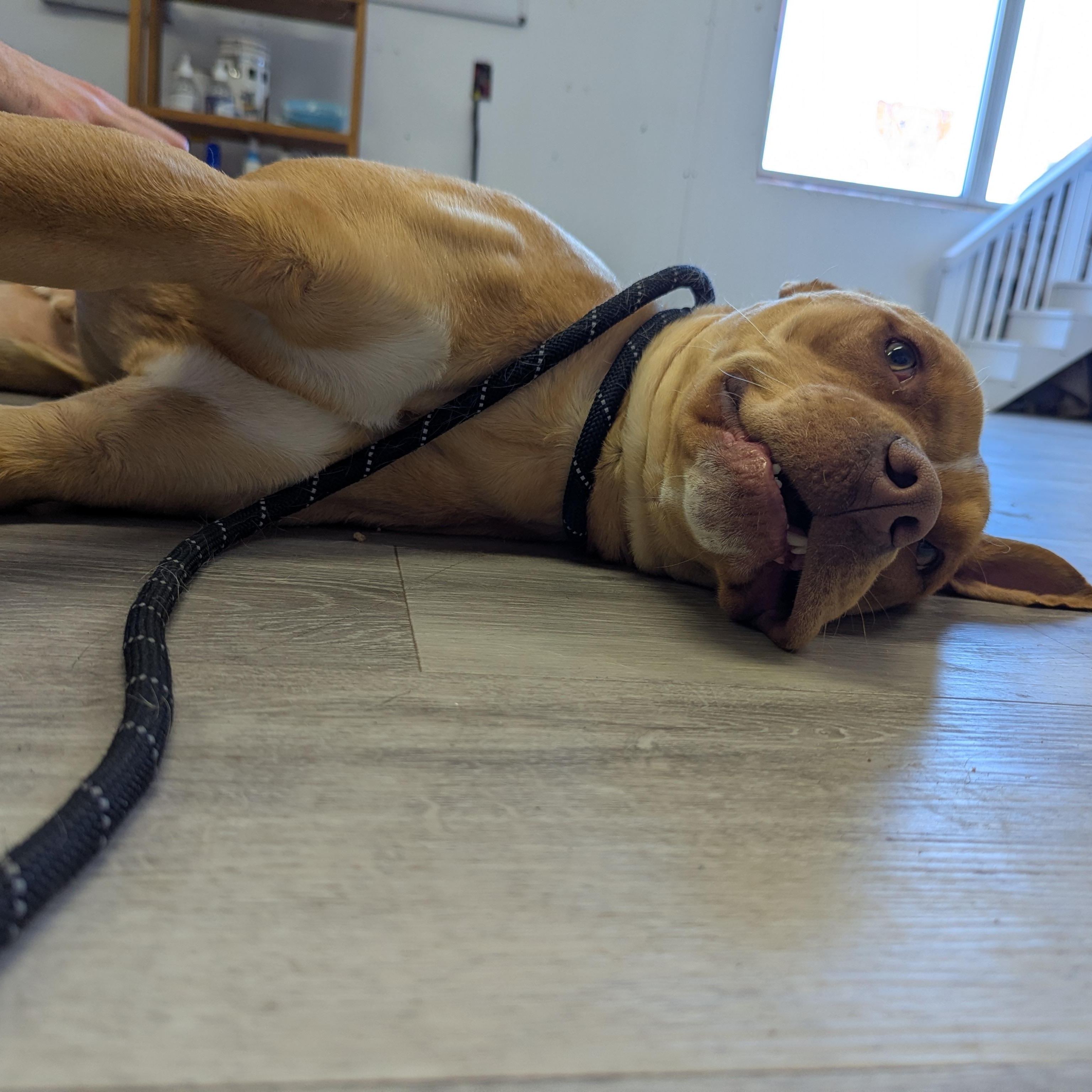 Enlarge Jones, an adopted mixed breed in Morden, MB image 4/4