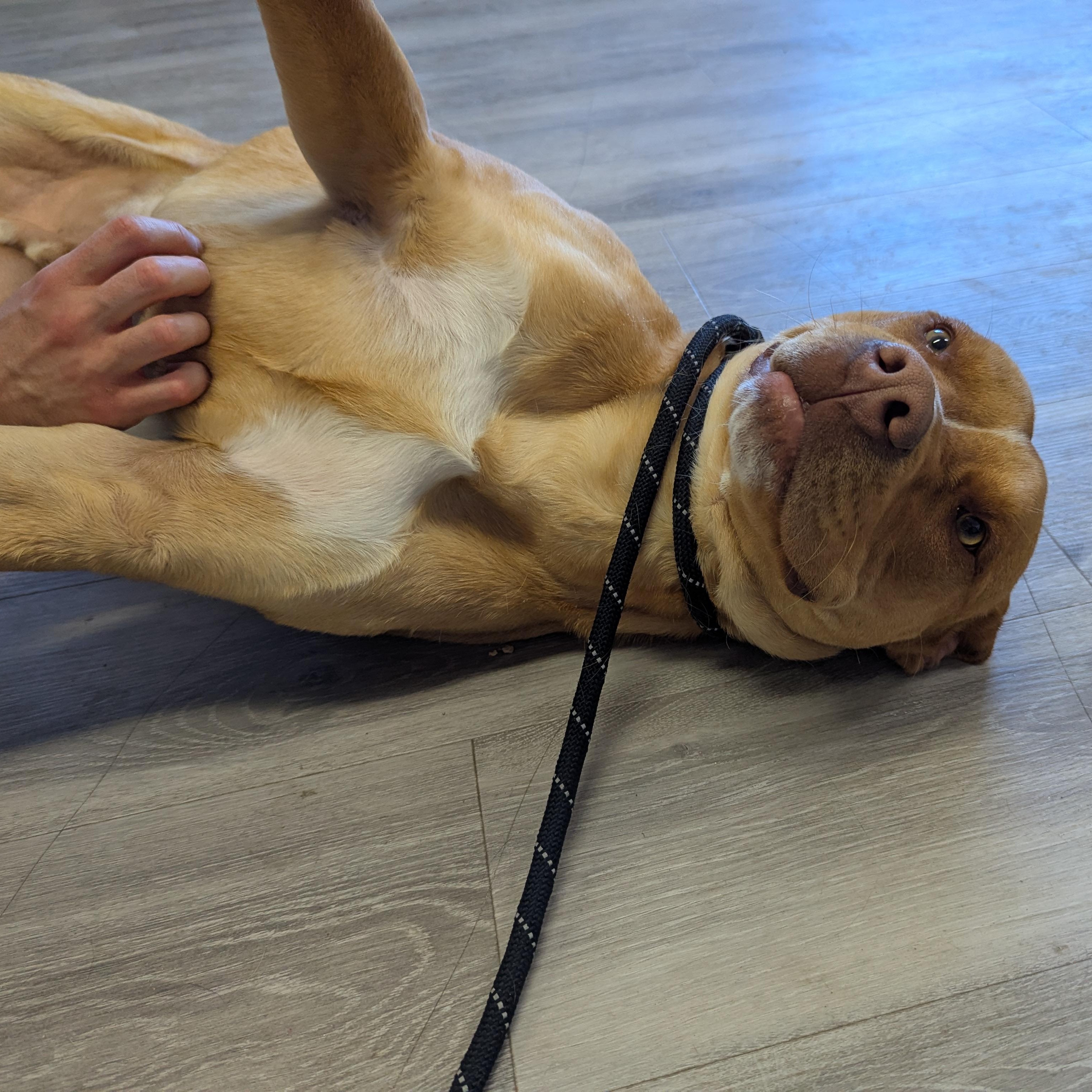 Jones, adopted, Young Male American Bully.