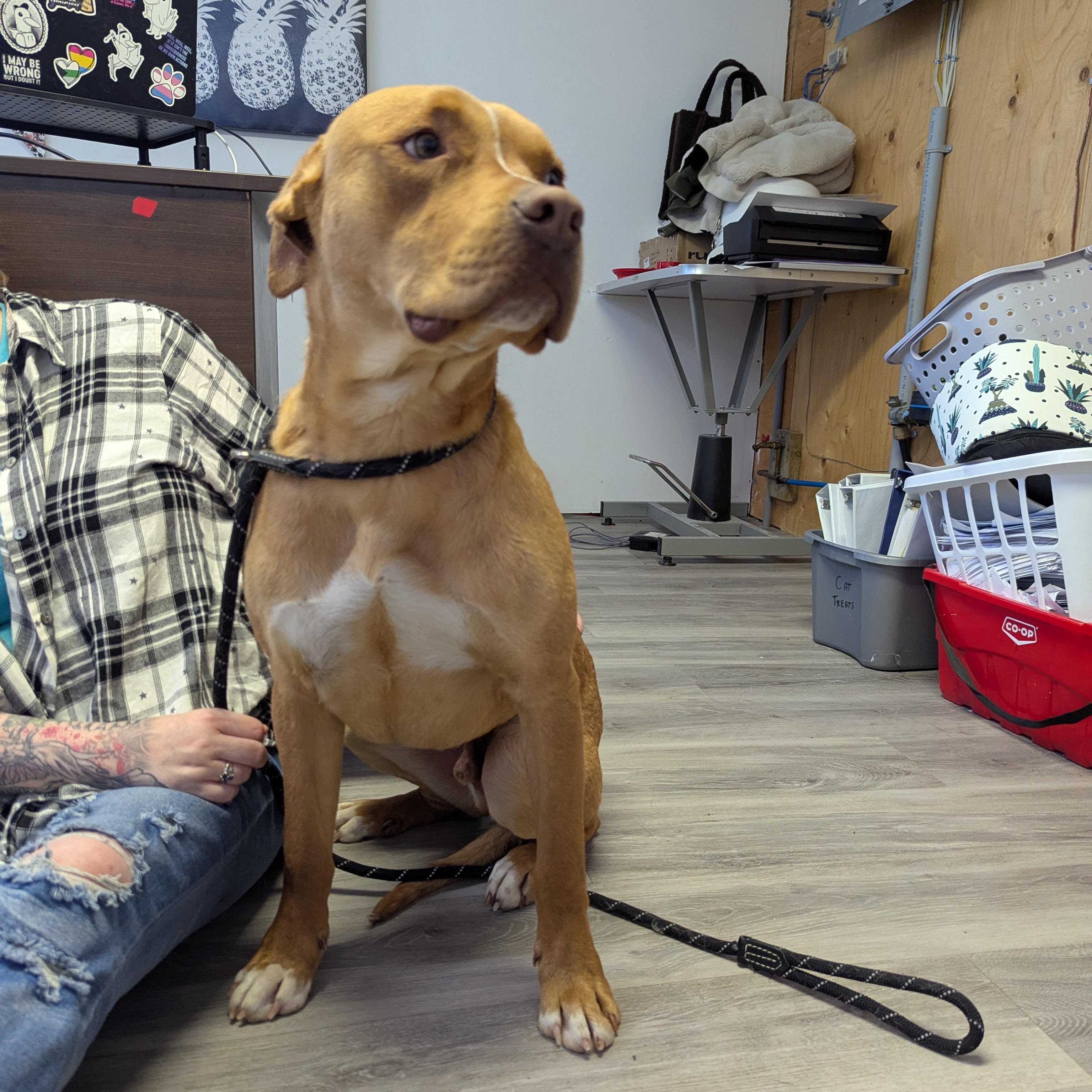 Enlarge Jones, an adopted mixed breed in Morden, MB image 2/4