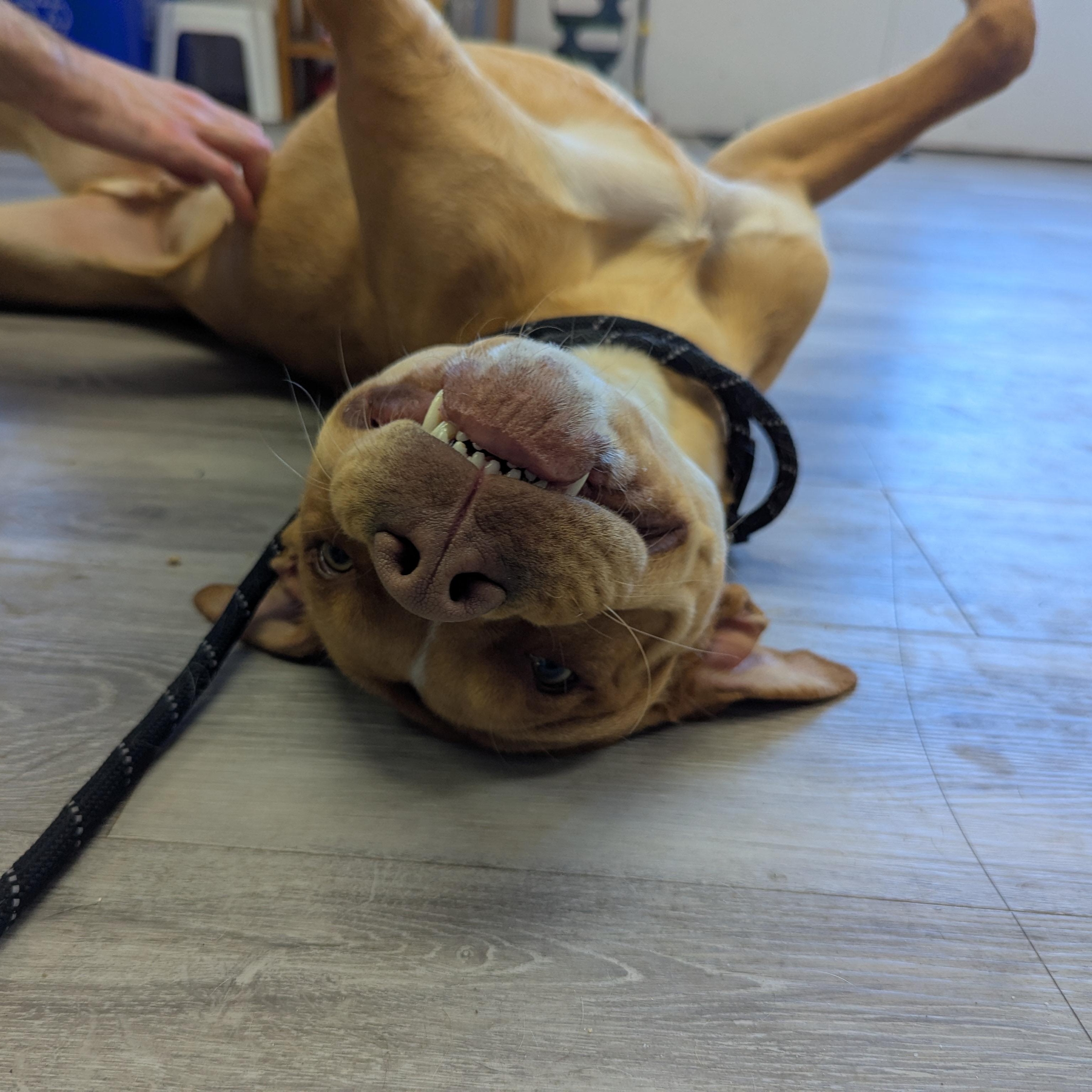 Enlarge Jones, an adopted mixed breed in Morden, MB image 3/4