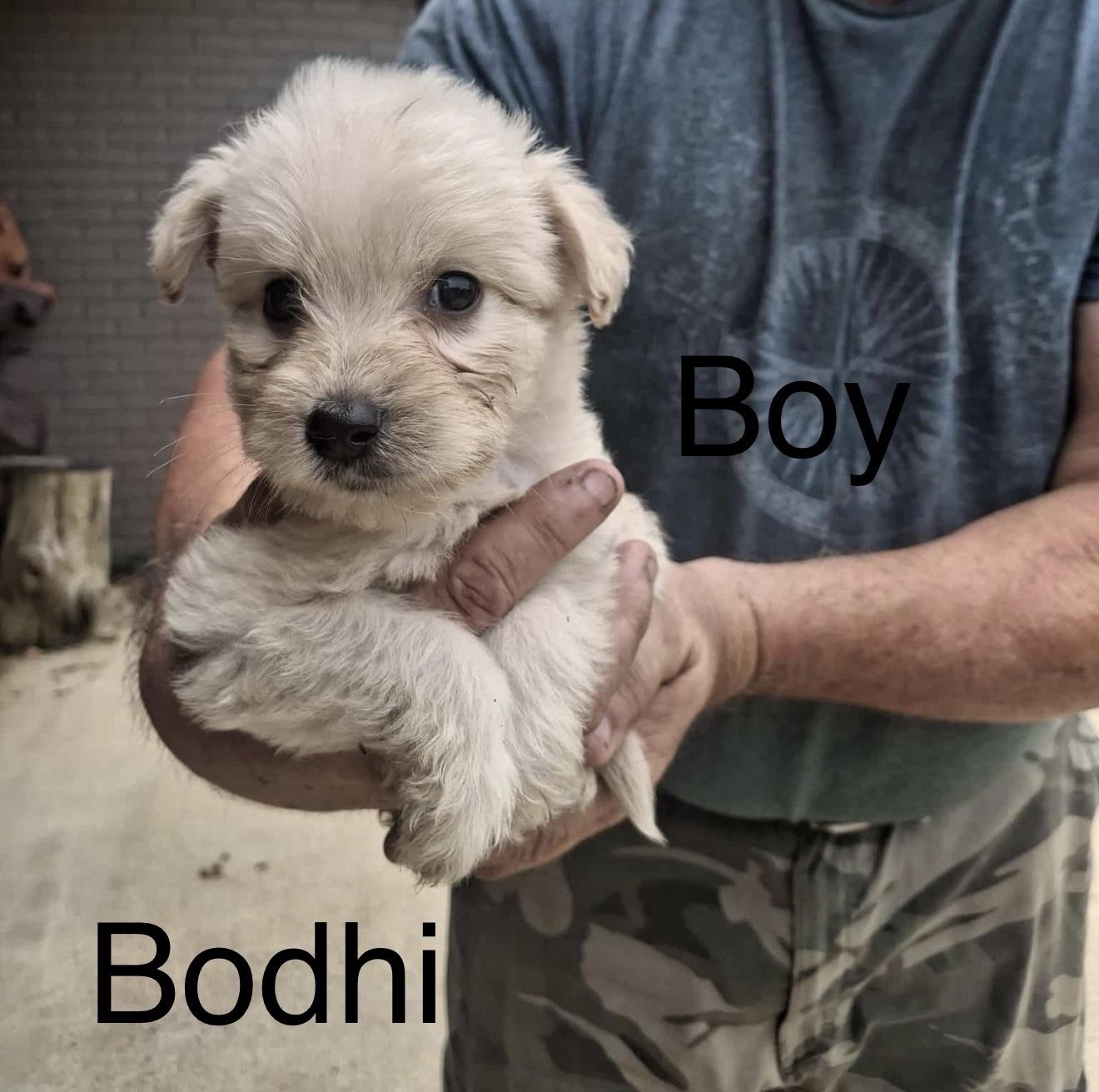 Bohdi