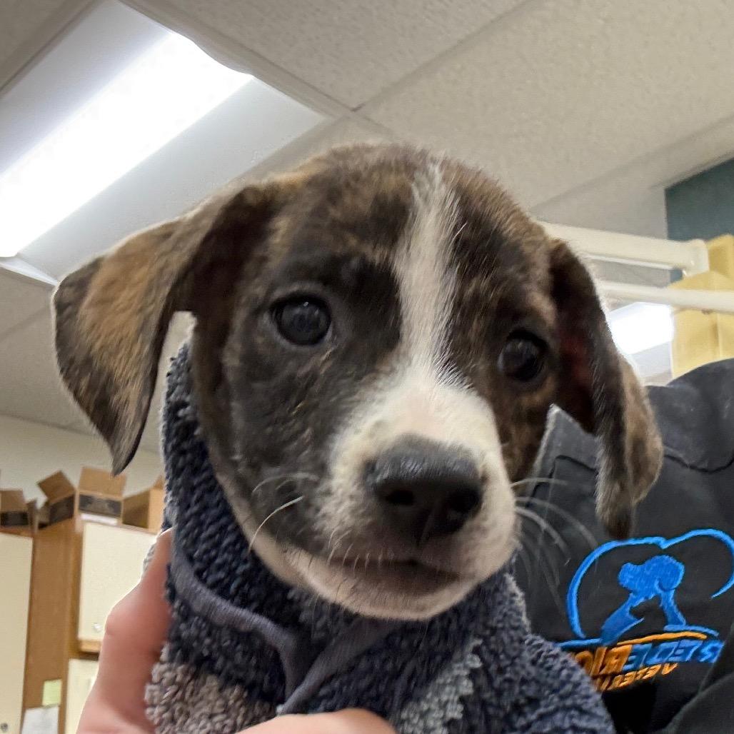 Stanley, Adoptable, Puppy Male Mixed Breed.