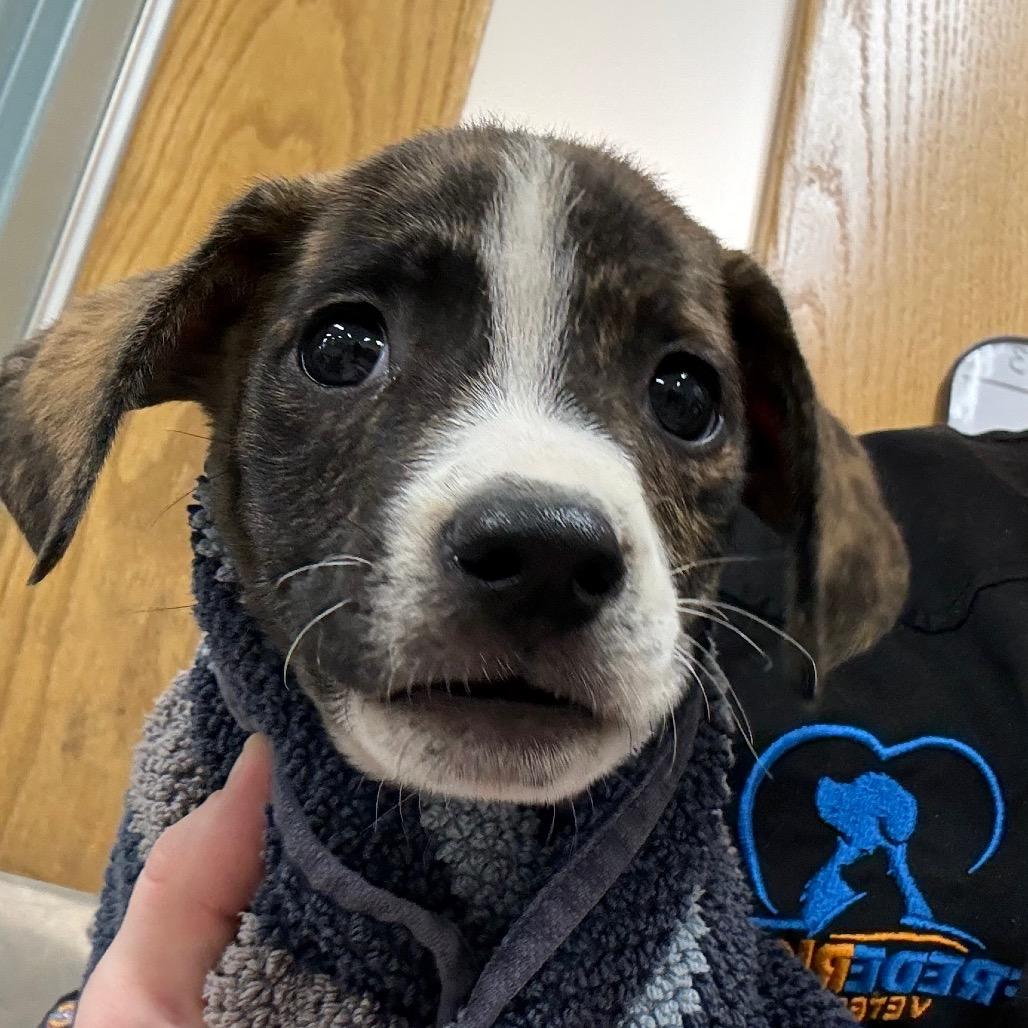 Enlarge Stanley, a Adoptable Mixed Breed in Rockville, MD image 2/2