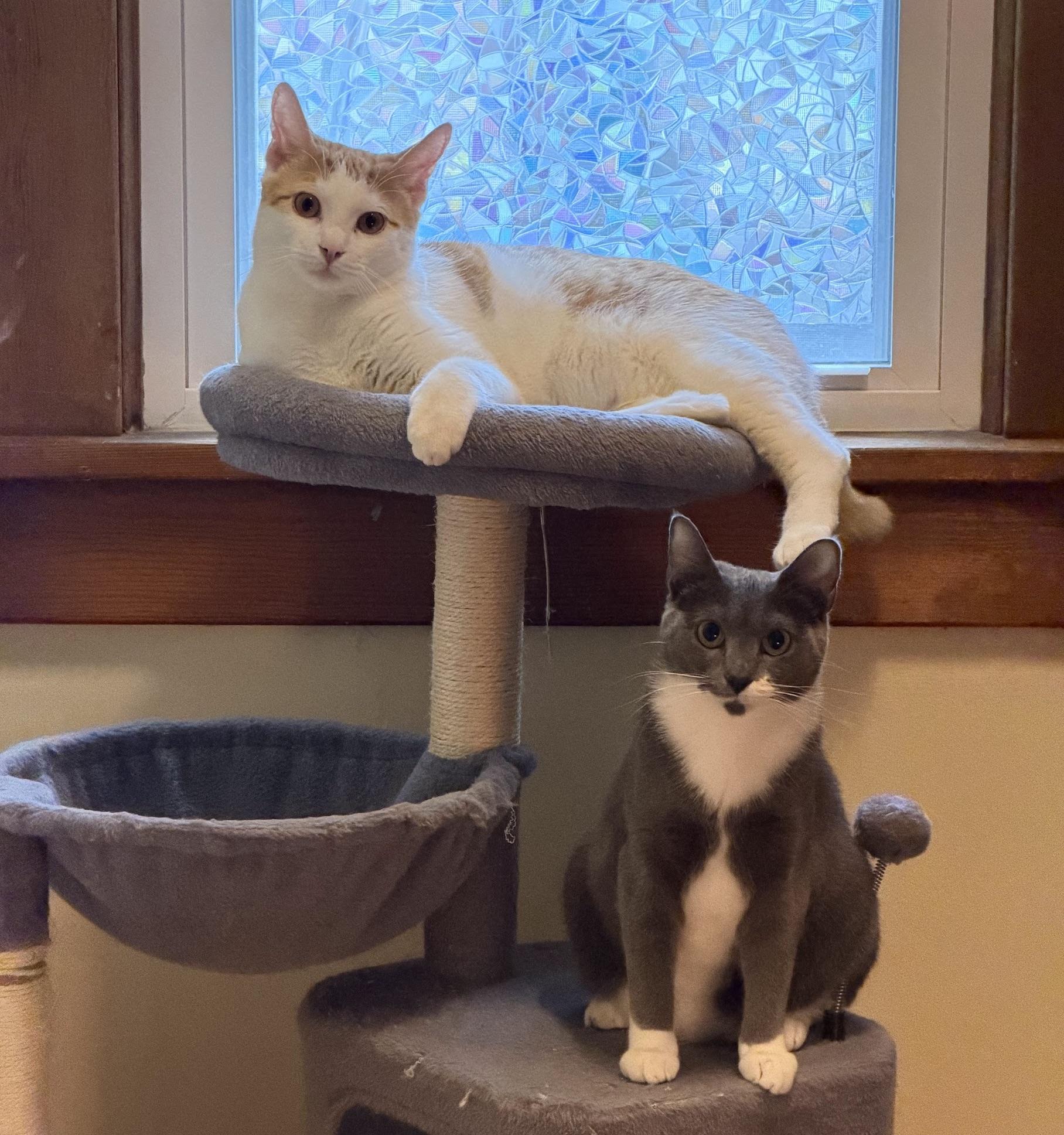 Simone, a Adoptable Domestic Short Hair in Frederick, MD image 3/3