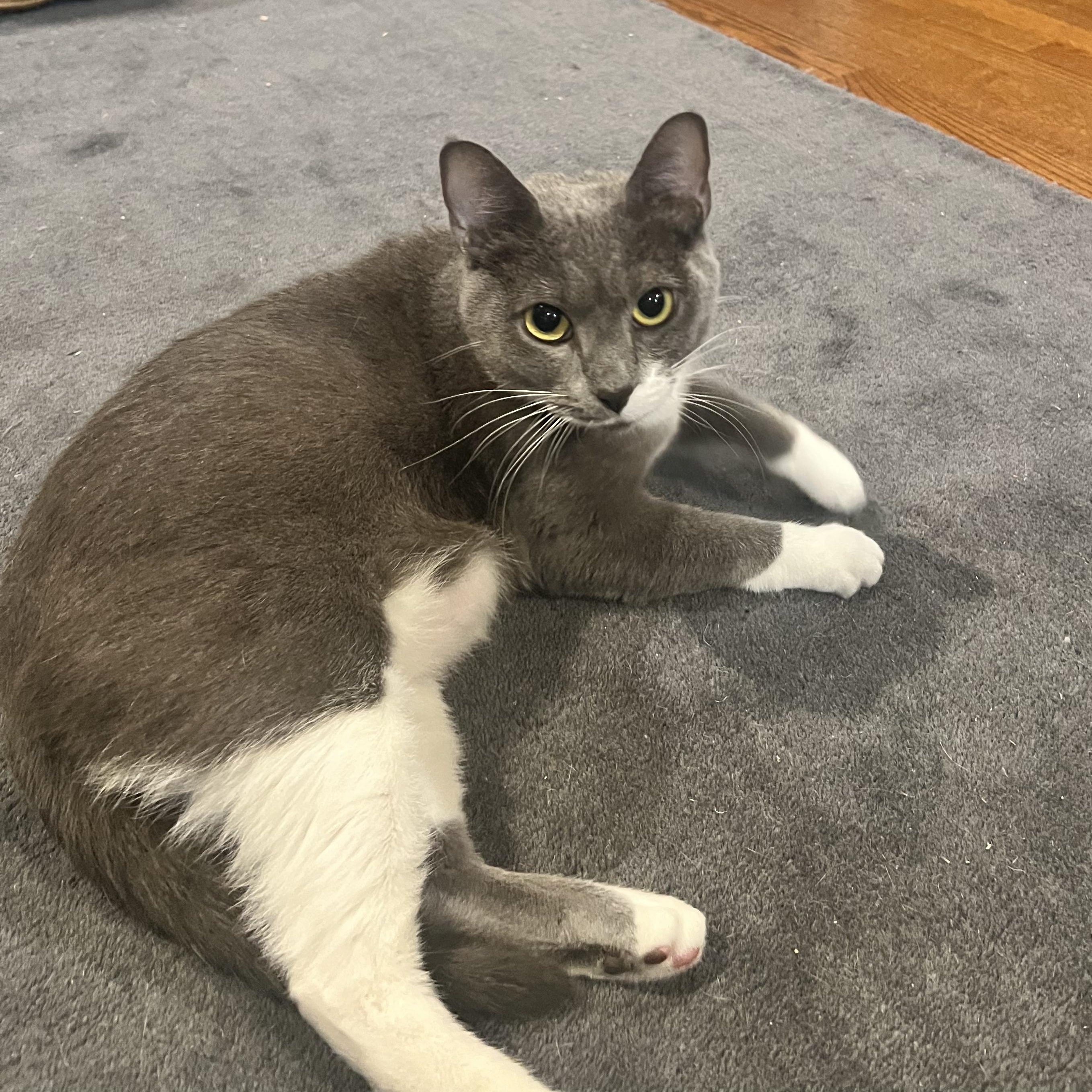Enlarge Simone, a Adoptable Domestic Short Hair in Frederick, MD image 2/2