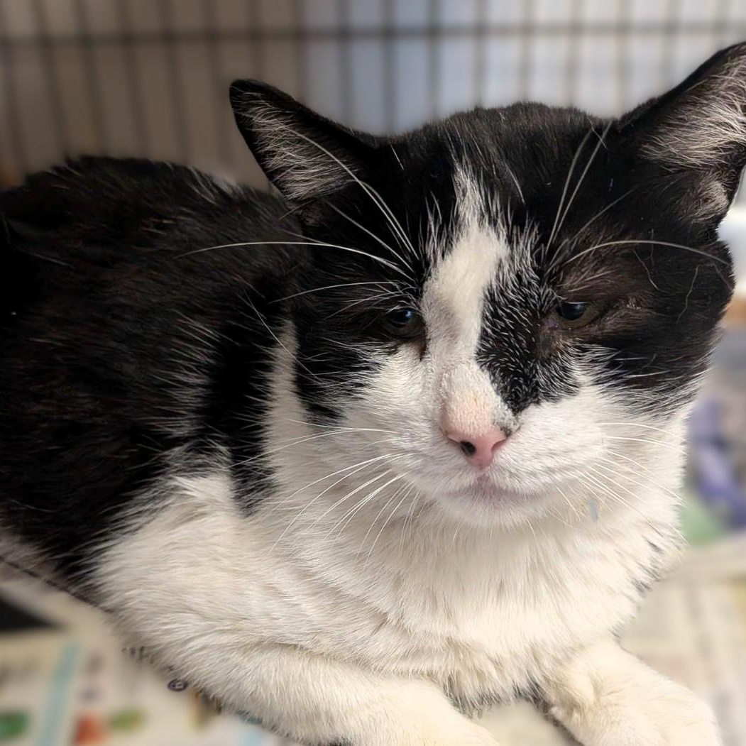 Enlarge Regulus, a Adoptable Tuxedo in Montclair, NJ image 2/3