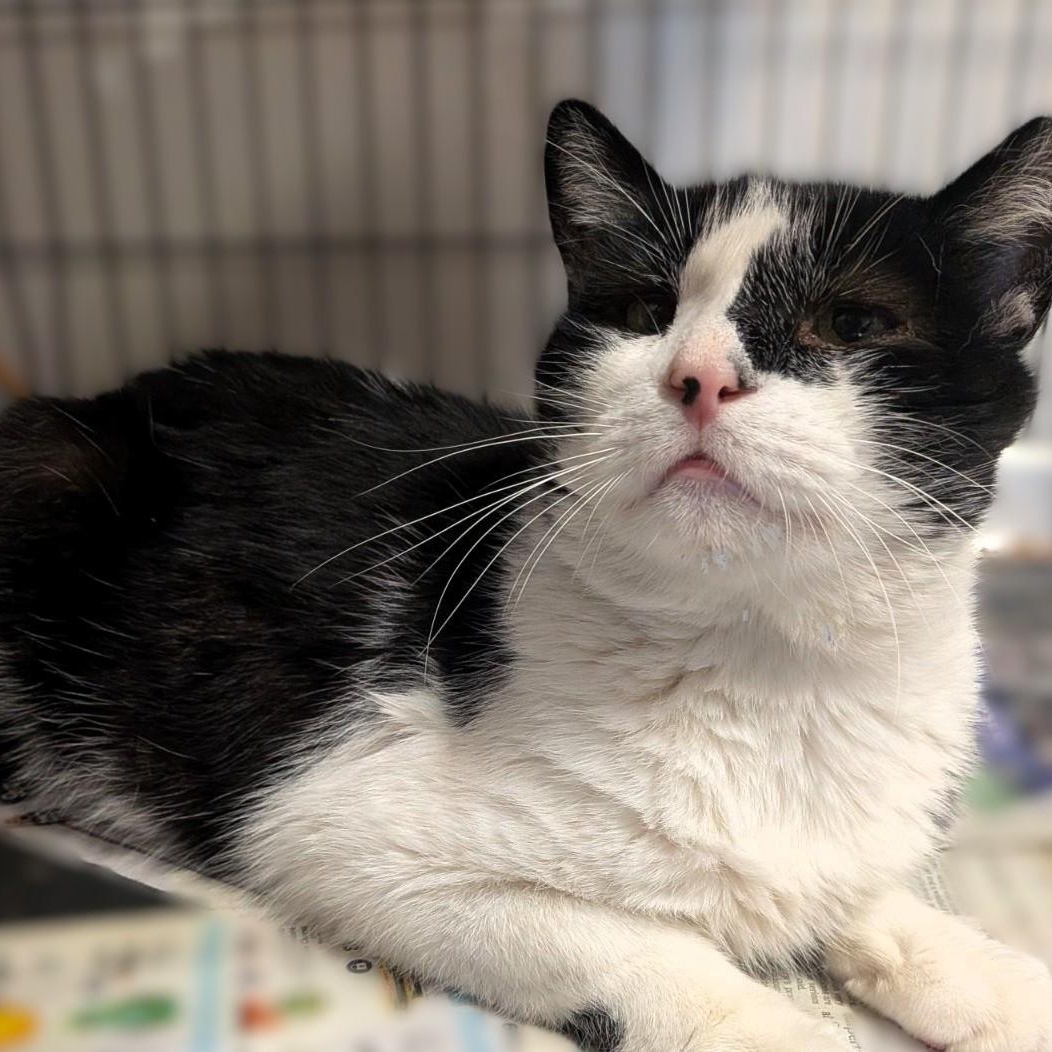 Enlarge Regulus, a Adoptable Tuxedo in Montclair, NJ image 3/3